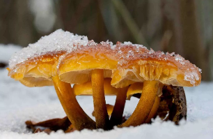 Winter mushrooms