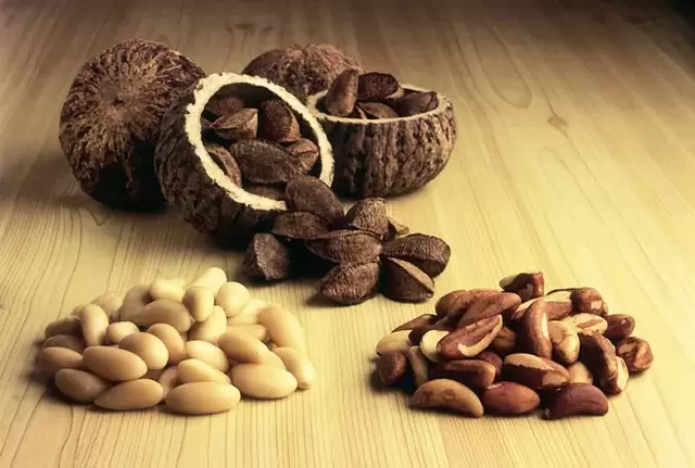 The effectiveness of Brazilian walnuts