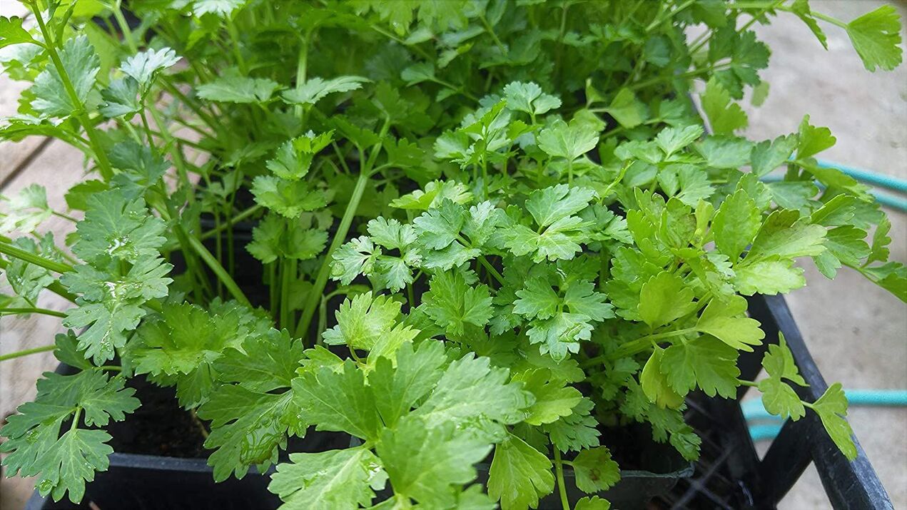 The power of parsley